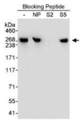 Western Blot: RNA Polymerase II/POLR2A [p Ser2] Antibody [NB100-1805]